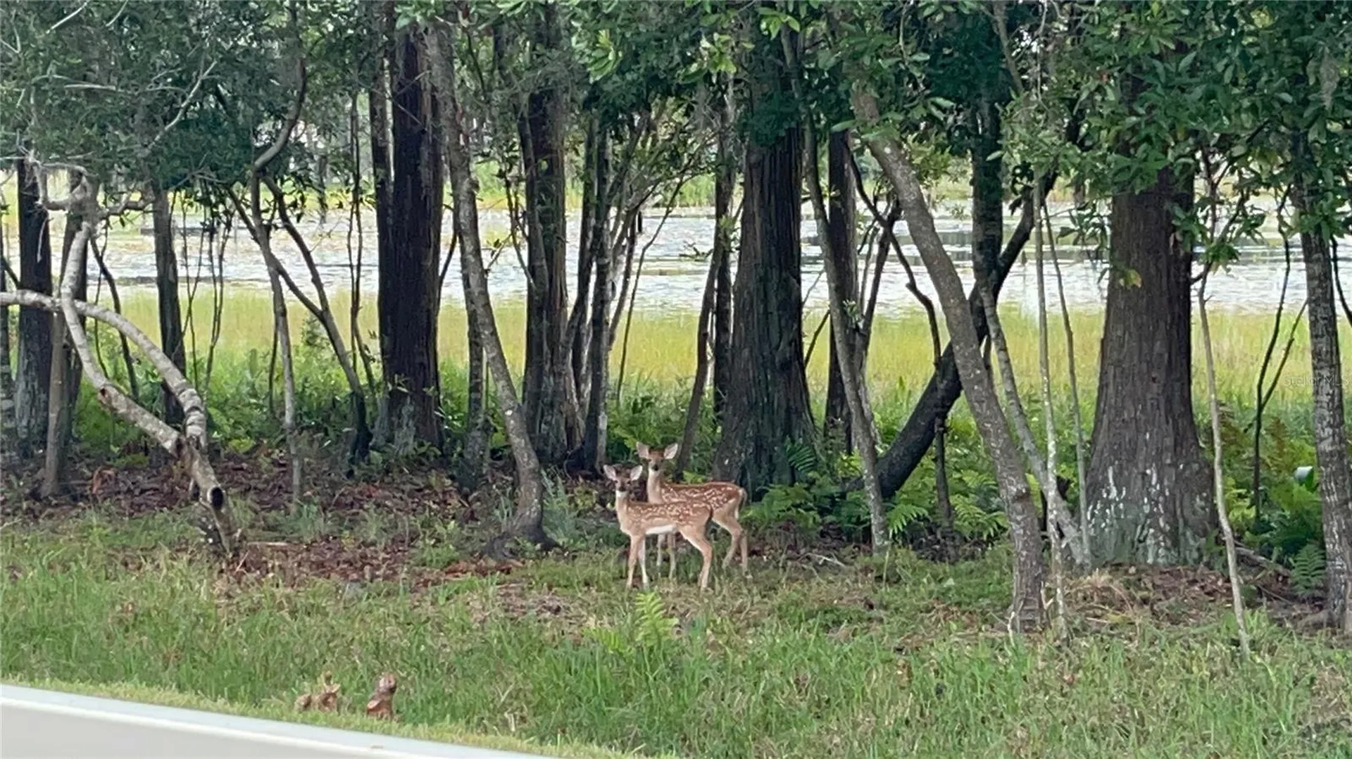 21511 Wilderness Lake Boulevard Land O Lakes FL 34637