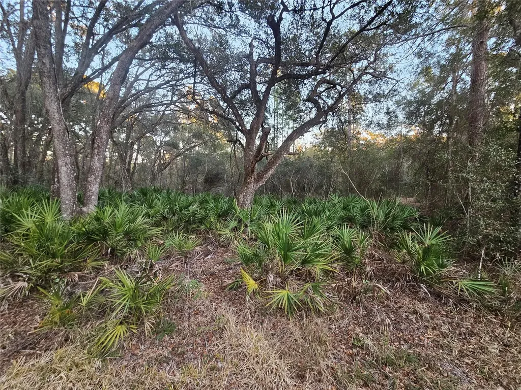 Rosehill Drive Webster FL 33597