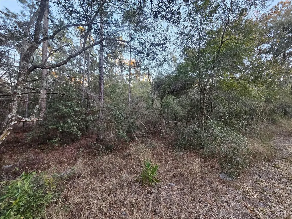 Rosehill Drive Webster FL 33597