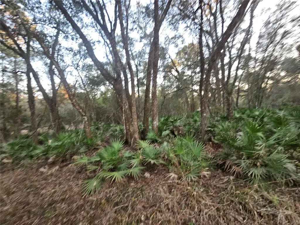 Rosehill Drive Webster FL 33597