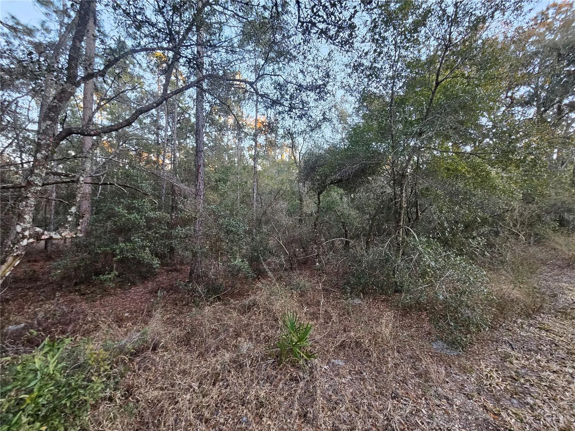 Rosehill Drive Webster FL 33597