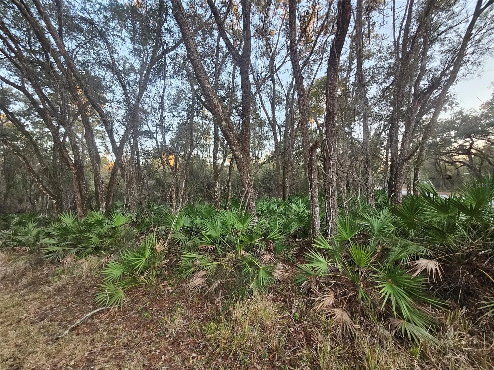 Rosehill Drive Webster FL 33597