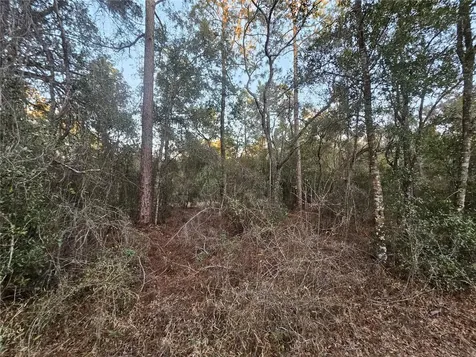 Rosehill Drive Webster FL 33597
