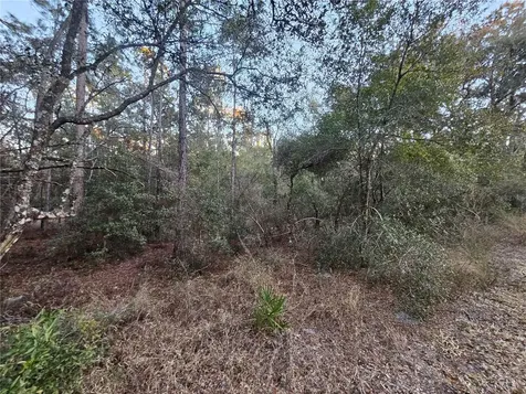 Rosehill Drive Webster FL 33597