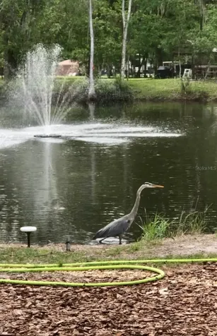 4718 Alpine Road Land O Lakes FL 34639