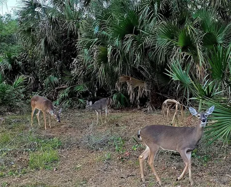 811 Helmsman Way Palm Harbor FL 34685