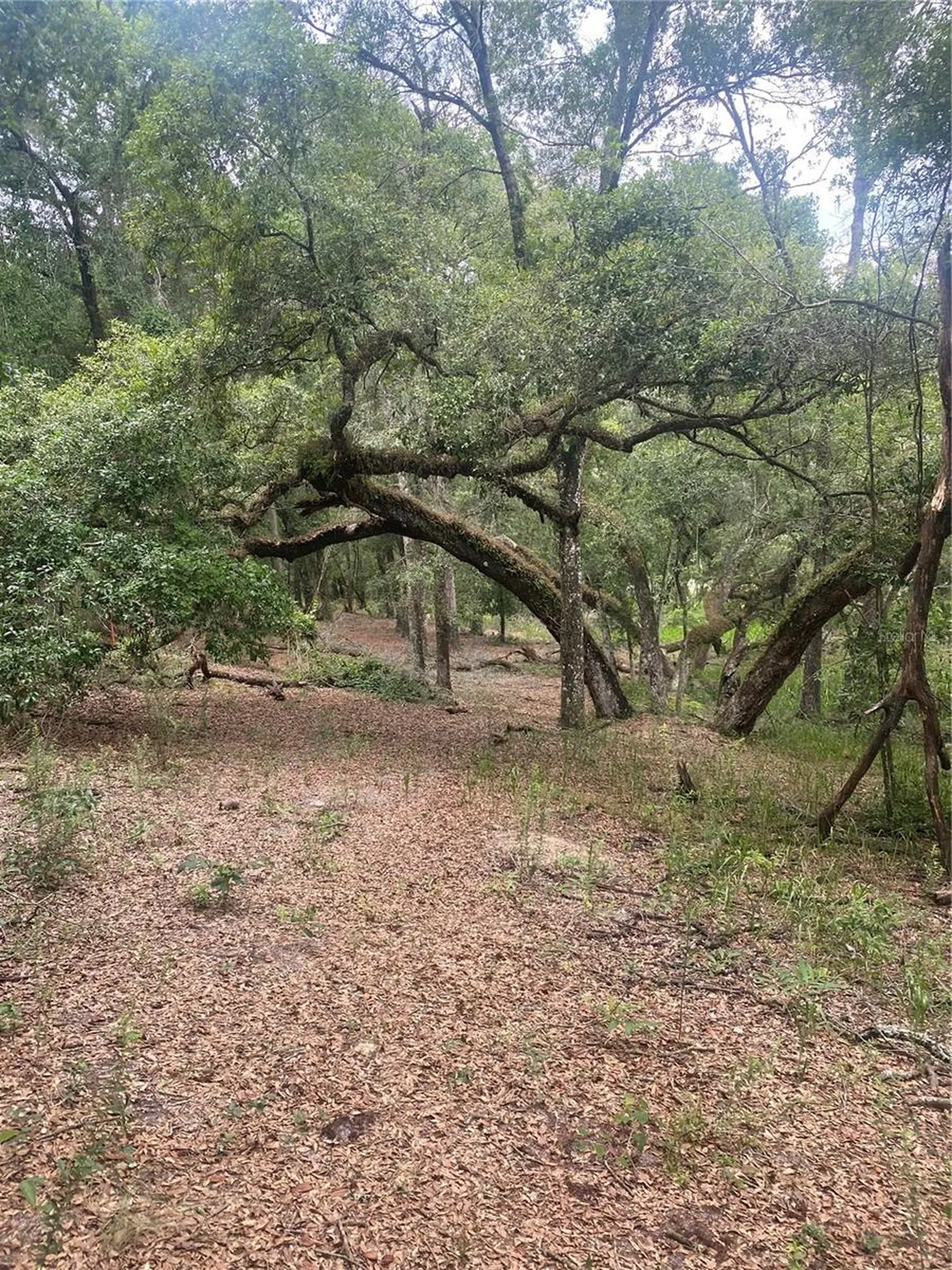 SW 70th Terrace Bushnell FL 33513