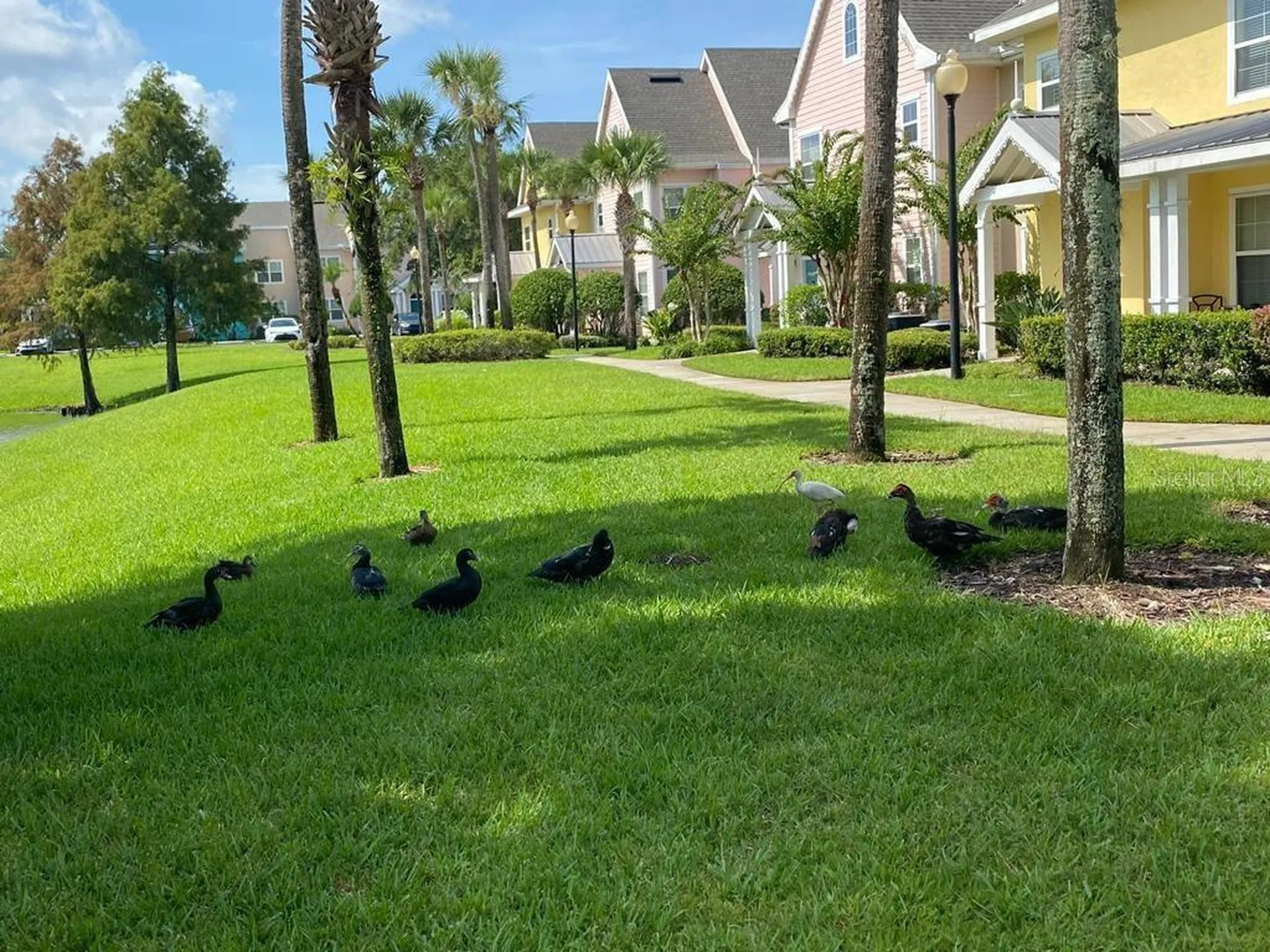 5006 Mangrove Alley Kissimmee FL 34746