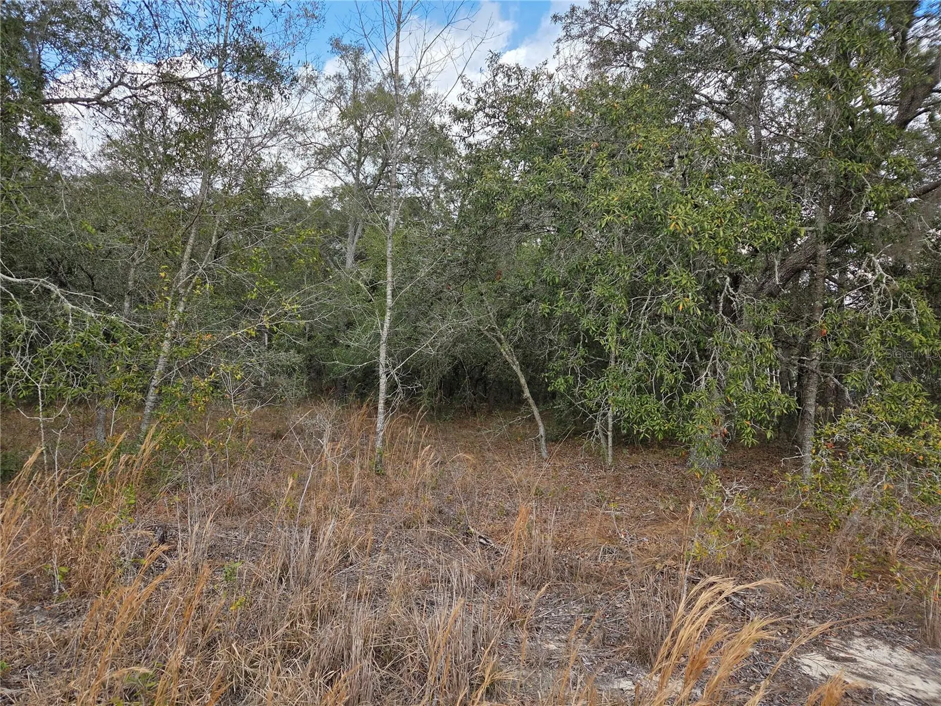 21531 SE 68th Lane Morriston FL 32668