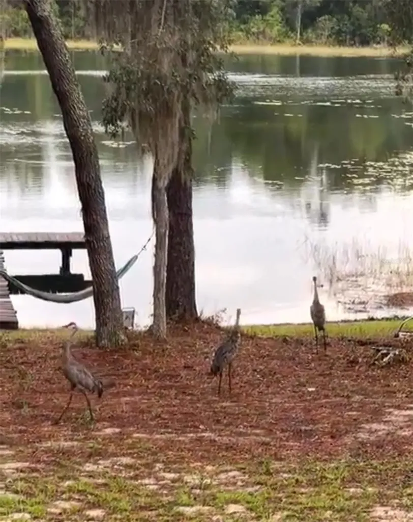 14730 SE 61st Street Road Ocklawaha FL 32179