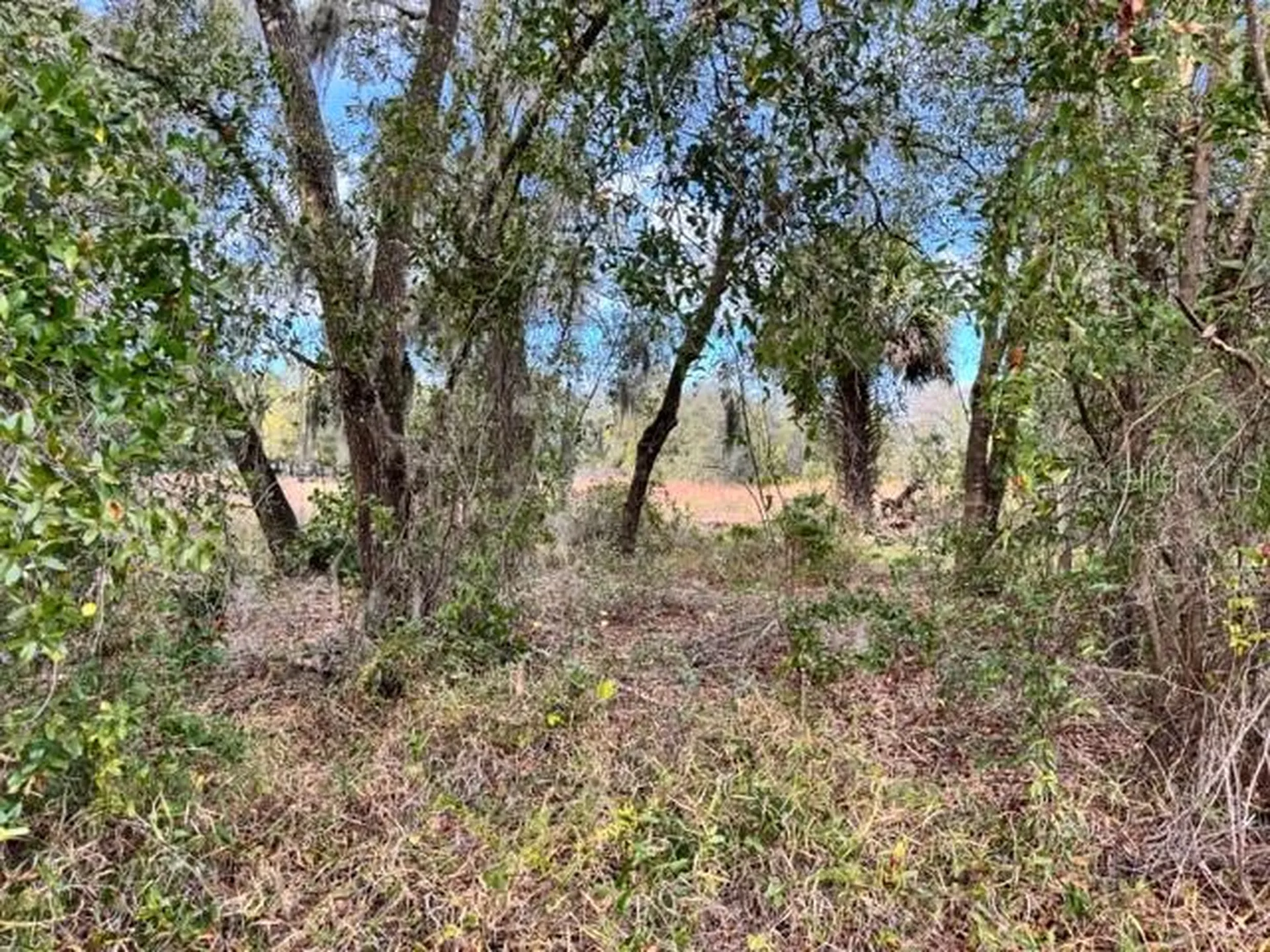 195 Lake Molly Avenue Deland FL 32724