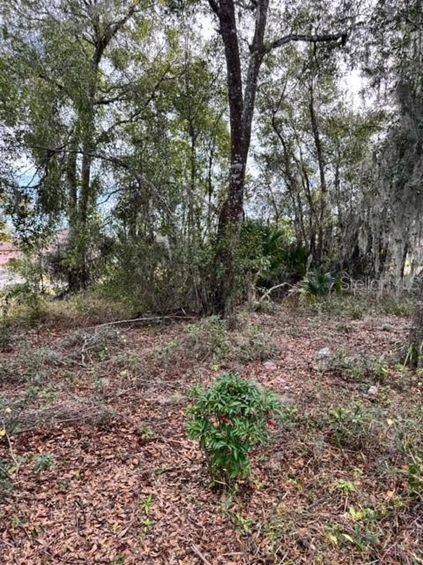 195 Lake Molly Avenue Deland FL 32724