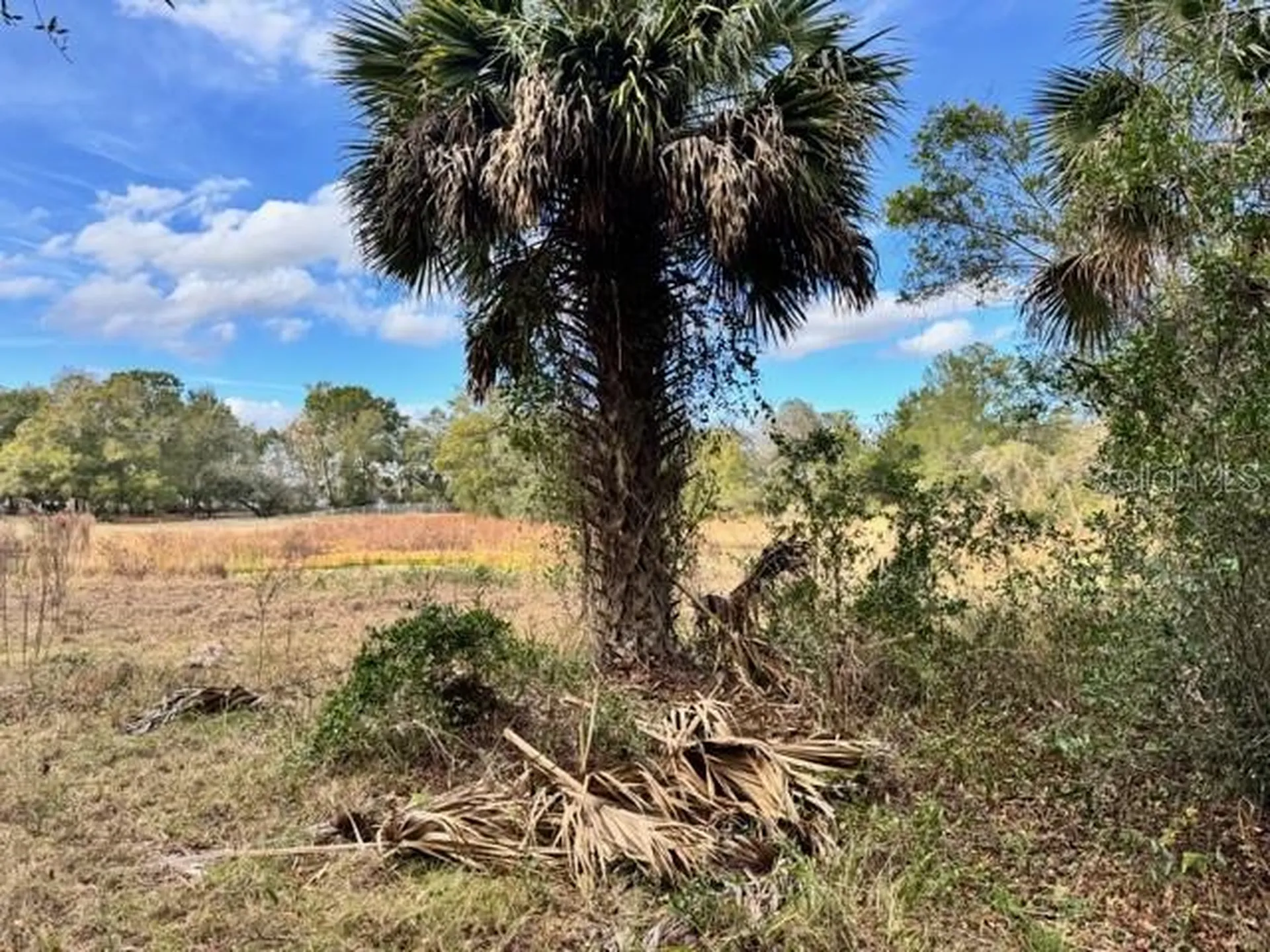 195 Lake Molly Avenue Deland FL 32724