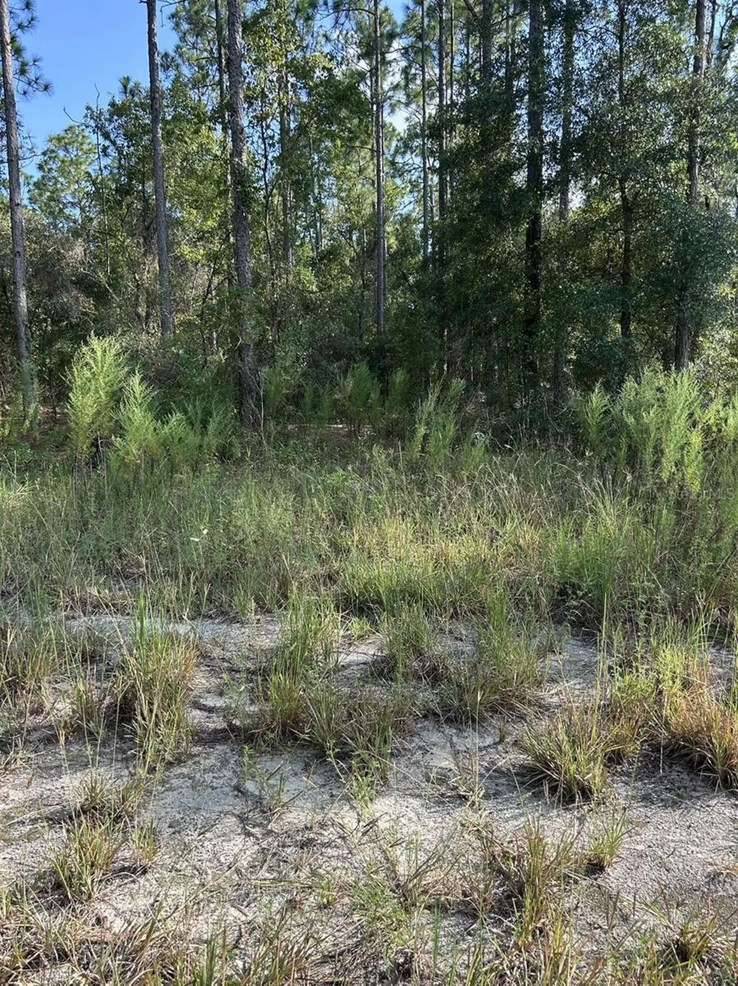 103 Lee Drive Hawthorne FL 32640