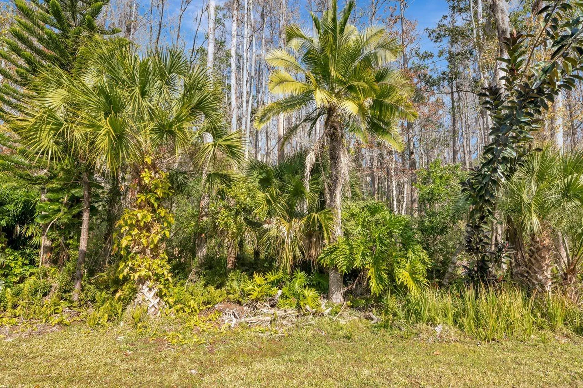 3113 Lake Pine Way Tarpon Springs FL 34688
