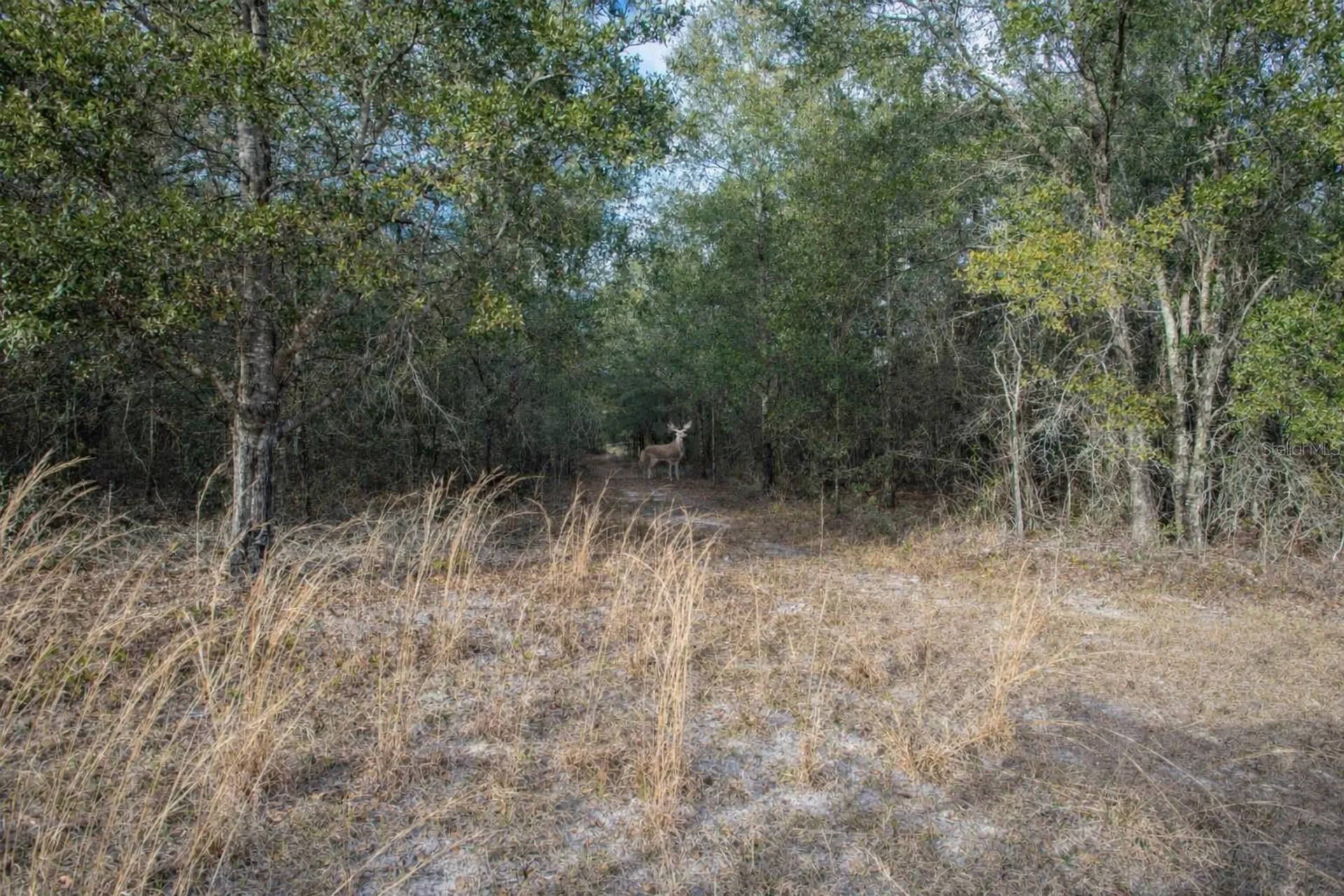 Tbd SW Maplewood Place Fort White FL 32038