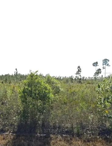 903 Calliandra Drive Indian Lake Estates FL 33855