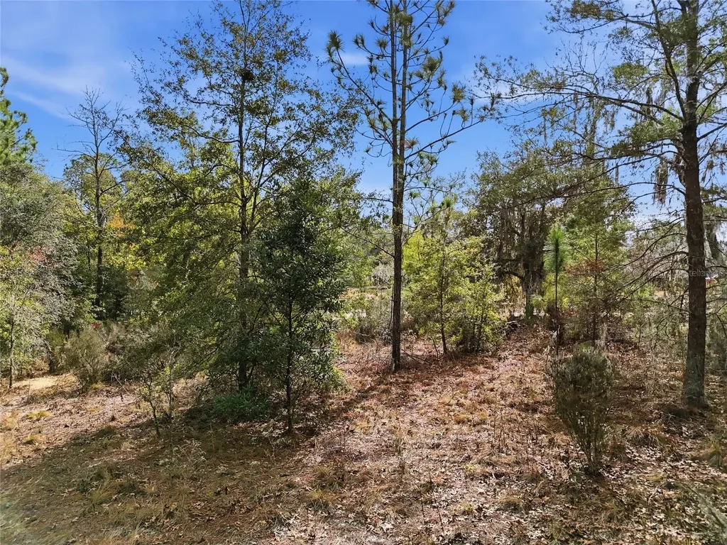 00 NE 111th Lane Bronson FL 32621