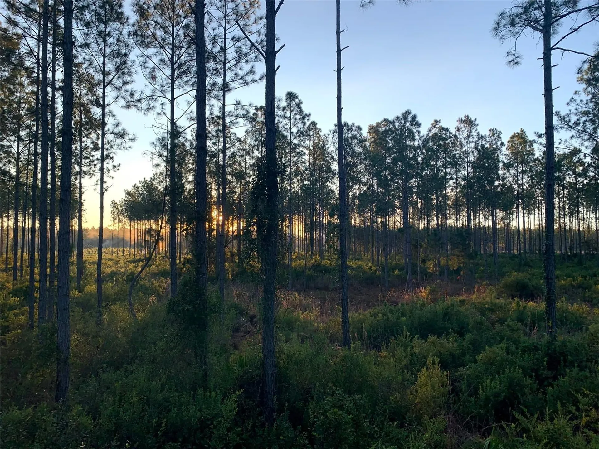 Clyatt Road Chiefland FL 32626
