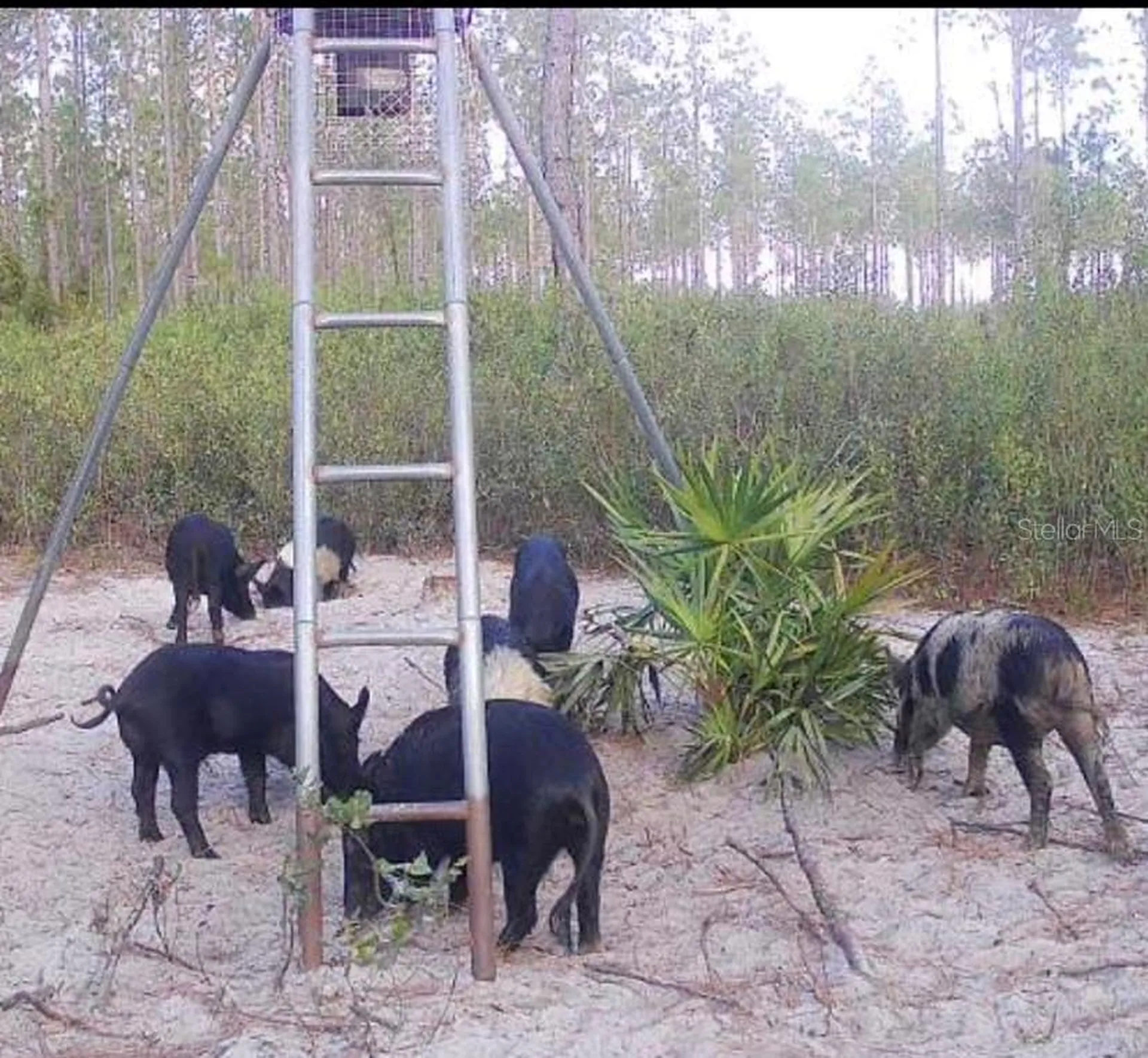 Clyatt Road Chiefland FL 32626