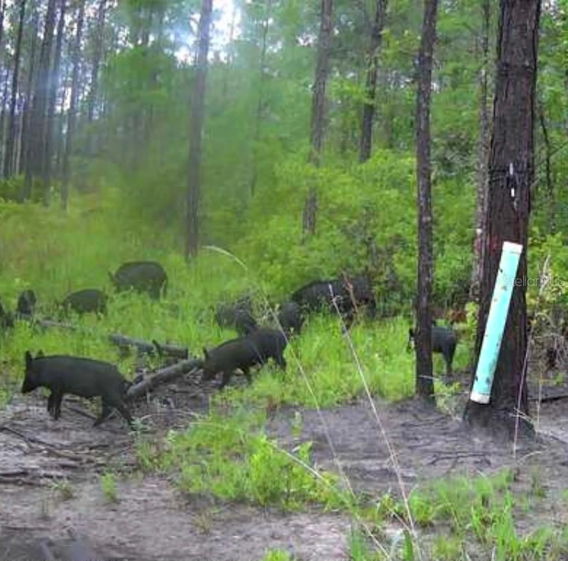 Clyatt Road Chiefland FL 32626