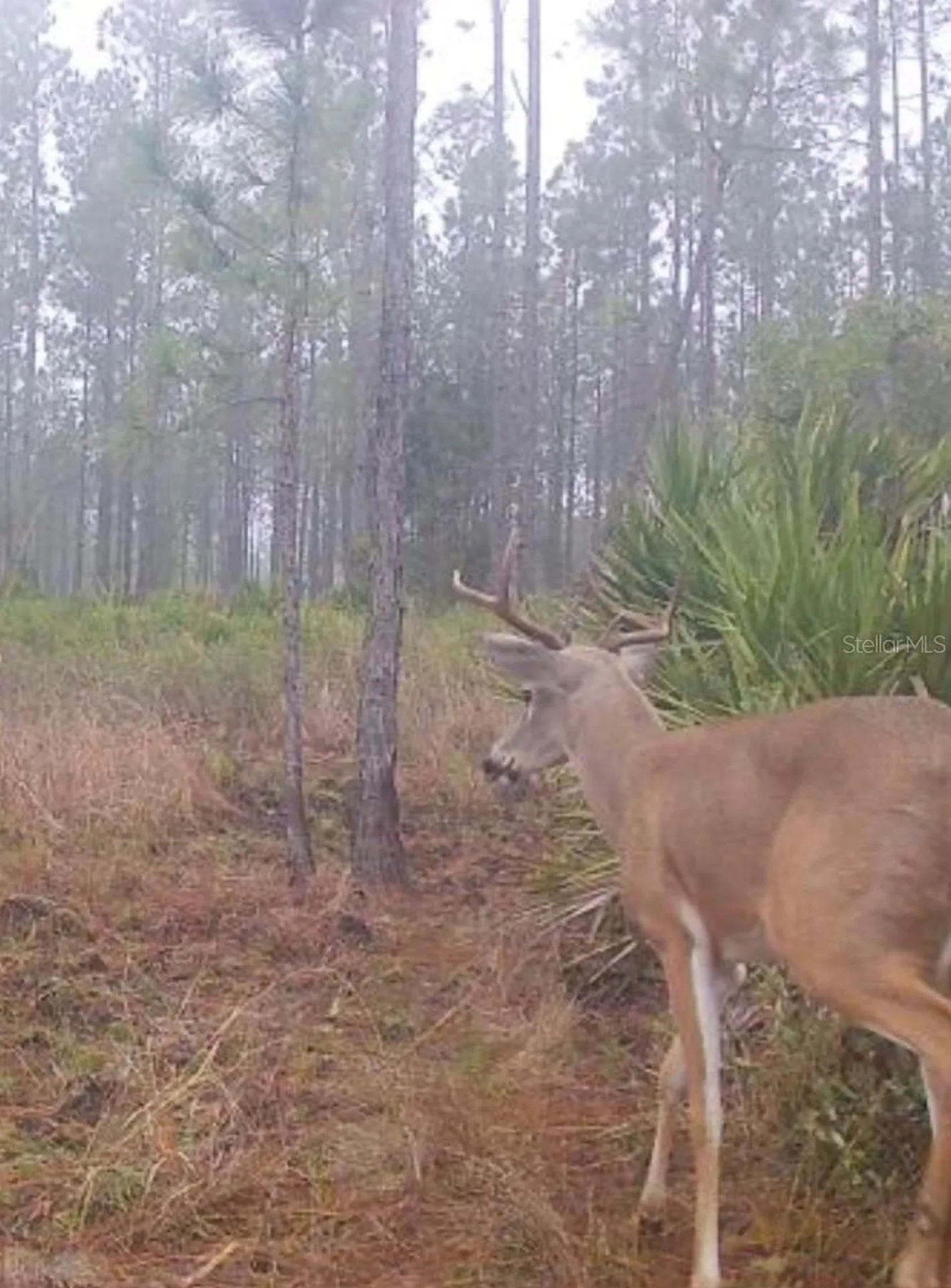 Clyatt Road Chiefland FL 32626