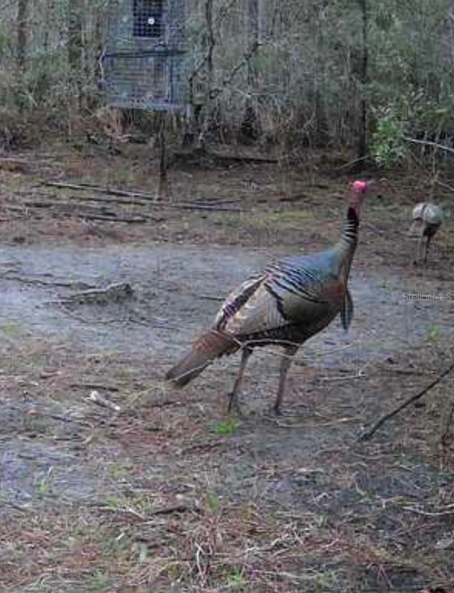 Clyatt Road Chiefland FL 32626