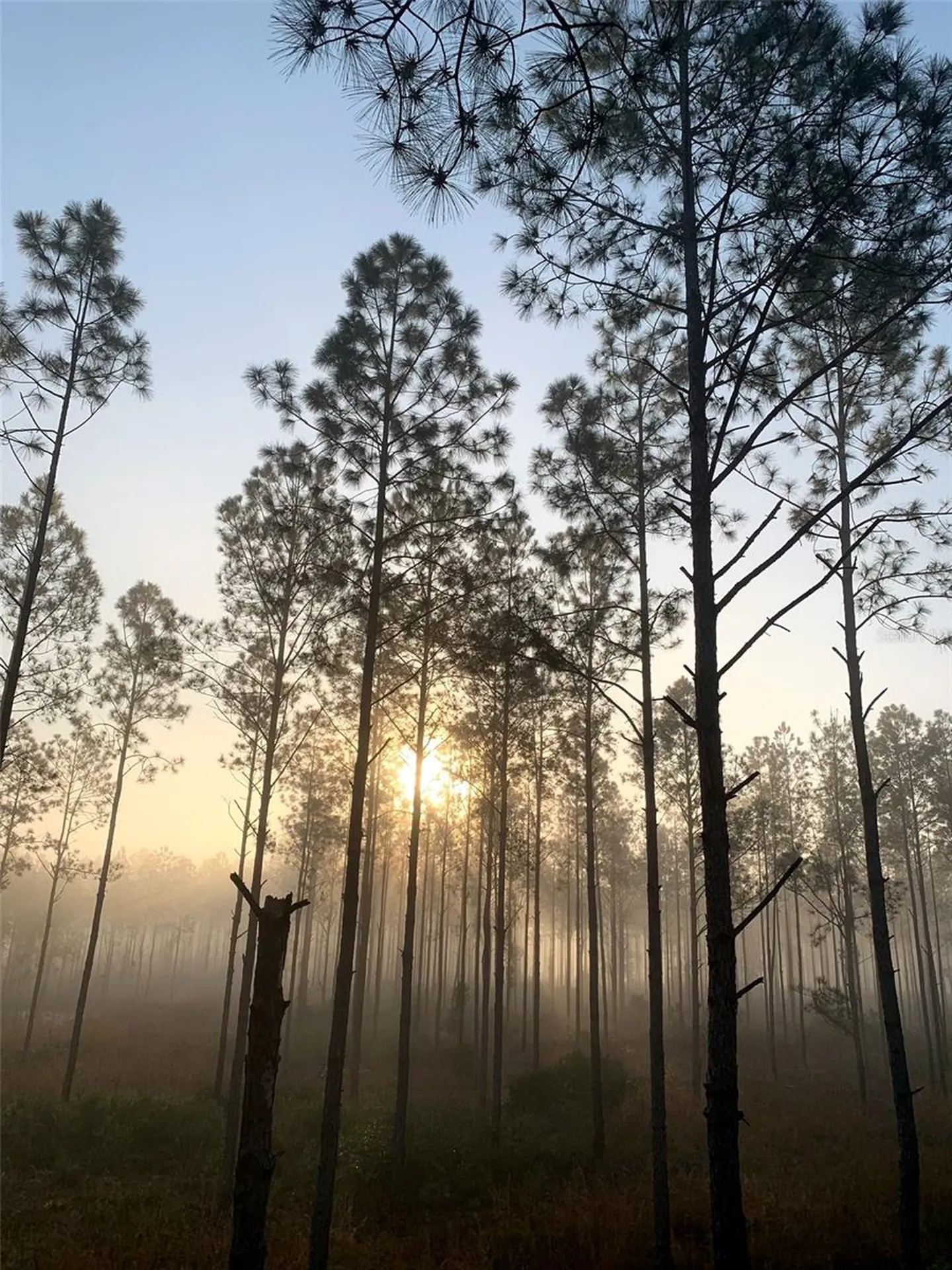 Clyatt Road Chiefland FL 32626