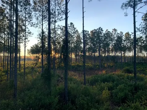 Clyatt Road Chiefland FL 32626