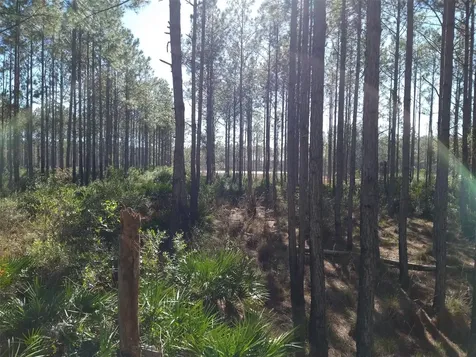 Clyatt Road Chiefland FL 32626