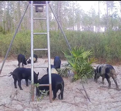 Clyatt Road Chiefland FL 32626