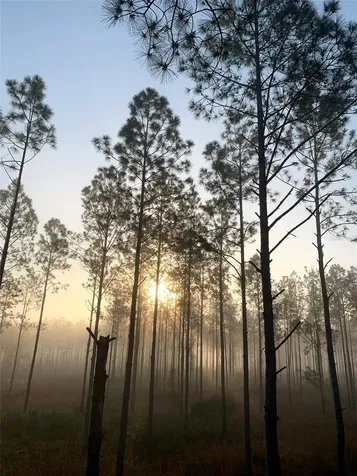 Clyatt Road Chiefland FL 32626