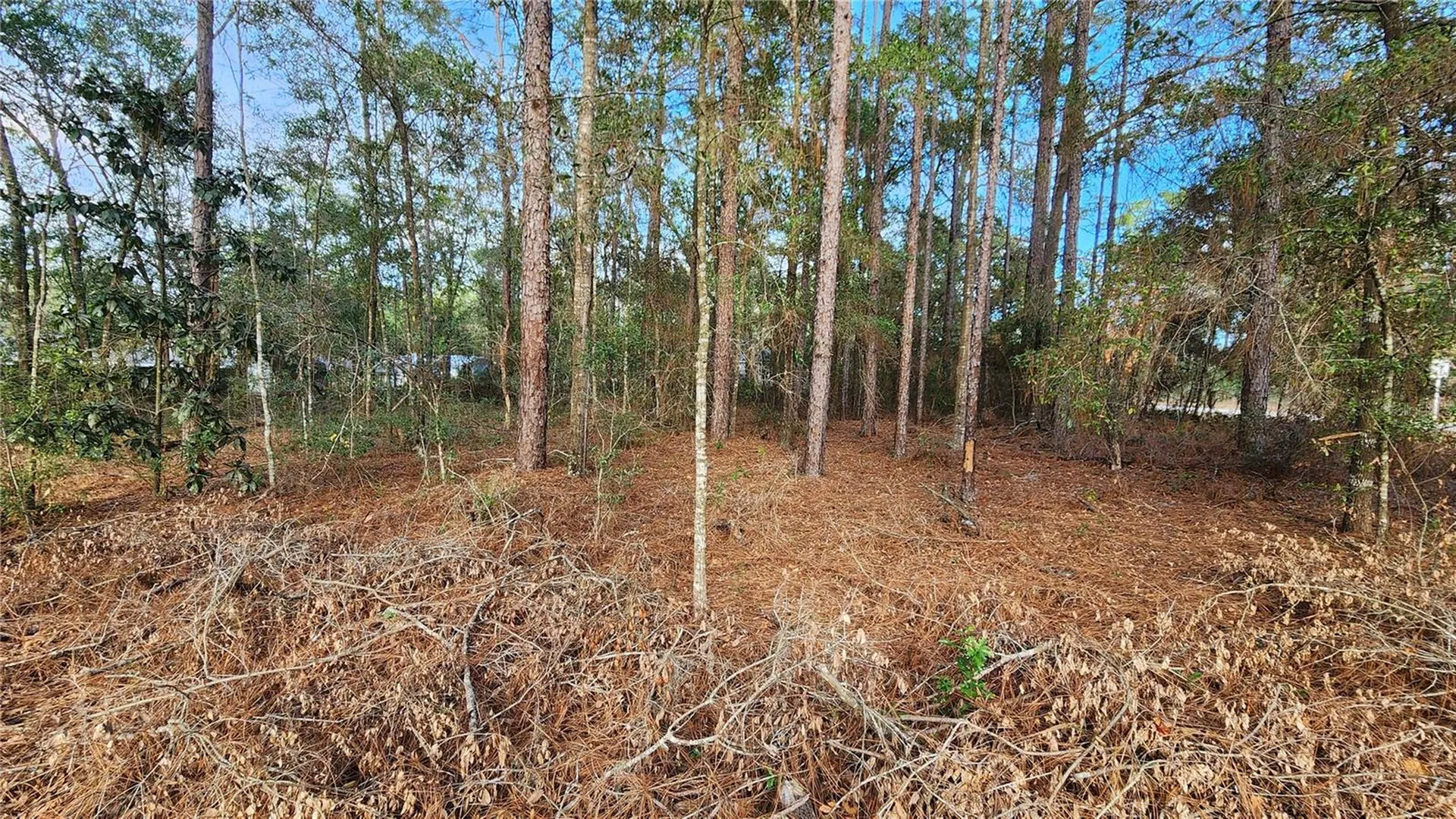 7954 N Golfview Drive Citrus Springs FL 34434