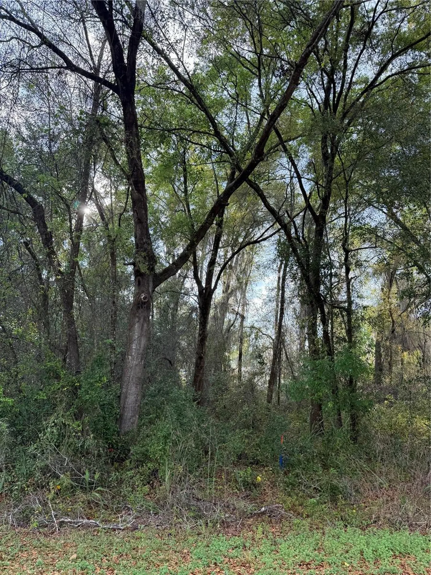 Tbt SE 48th Court Summerfield FL 34491