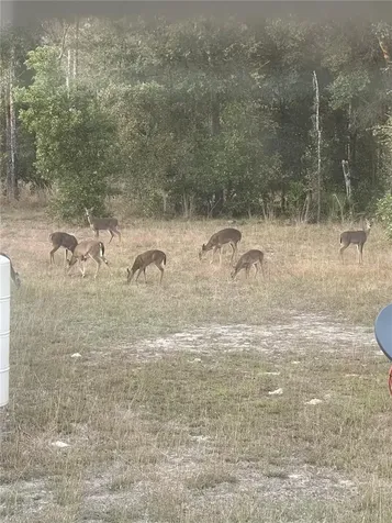 3353 NE 71st Avenue High Springs FL 32643