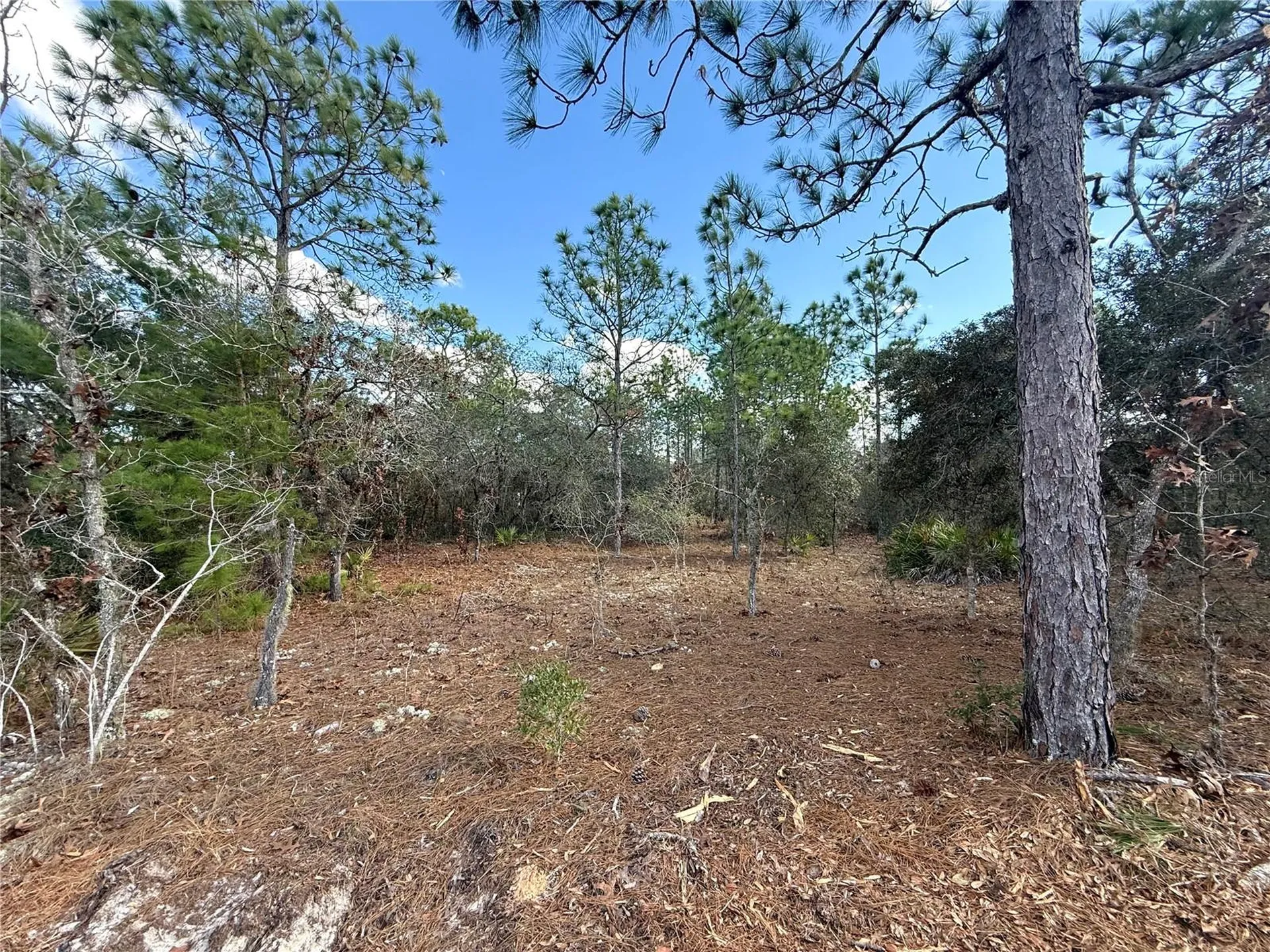 8951 N Citrus Springs Boulevard Citrus Springs FL 34433
