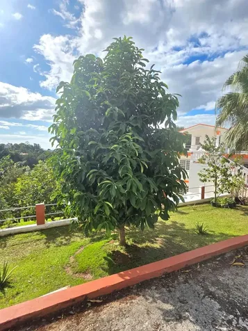 Carr. 4430, Km. 4.8 Barrio Ovejas Anasco PR 00610
