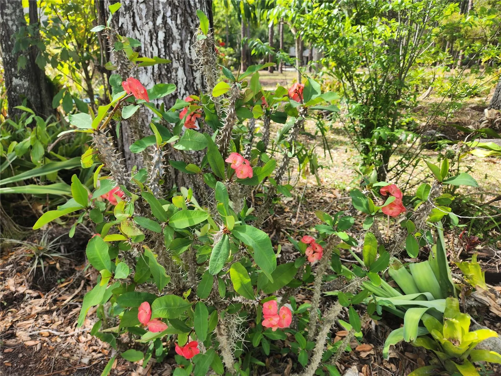 1035 Sirus Trail Sarasota FL 34232