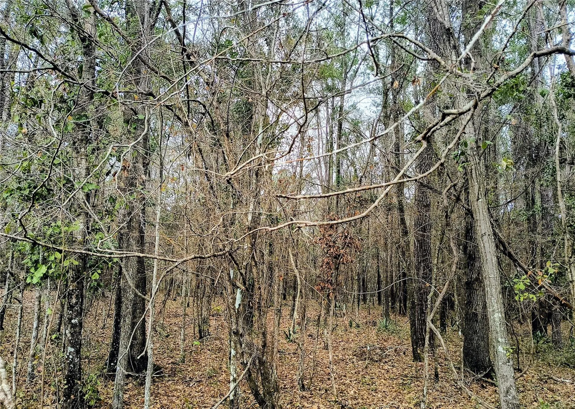 0 NW 142 Street Williston FL 32696