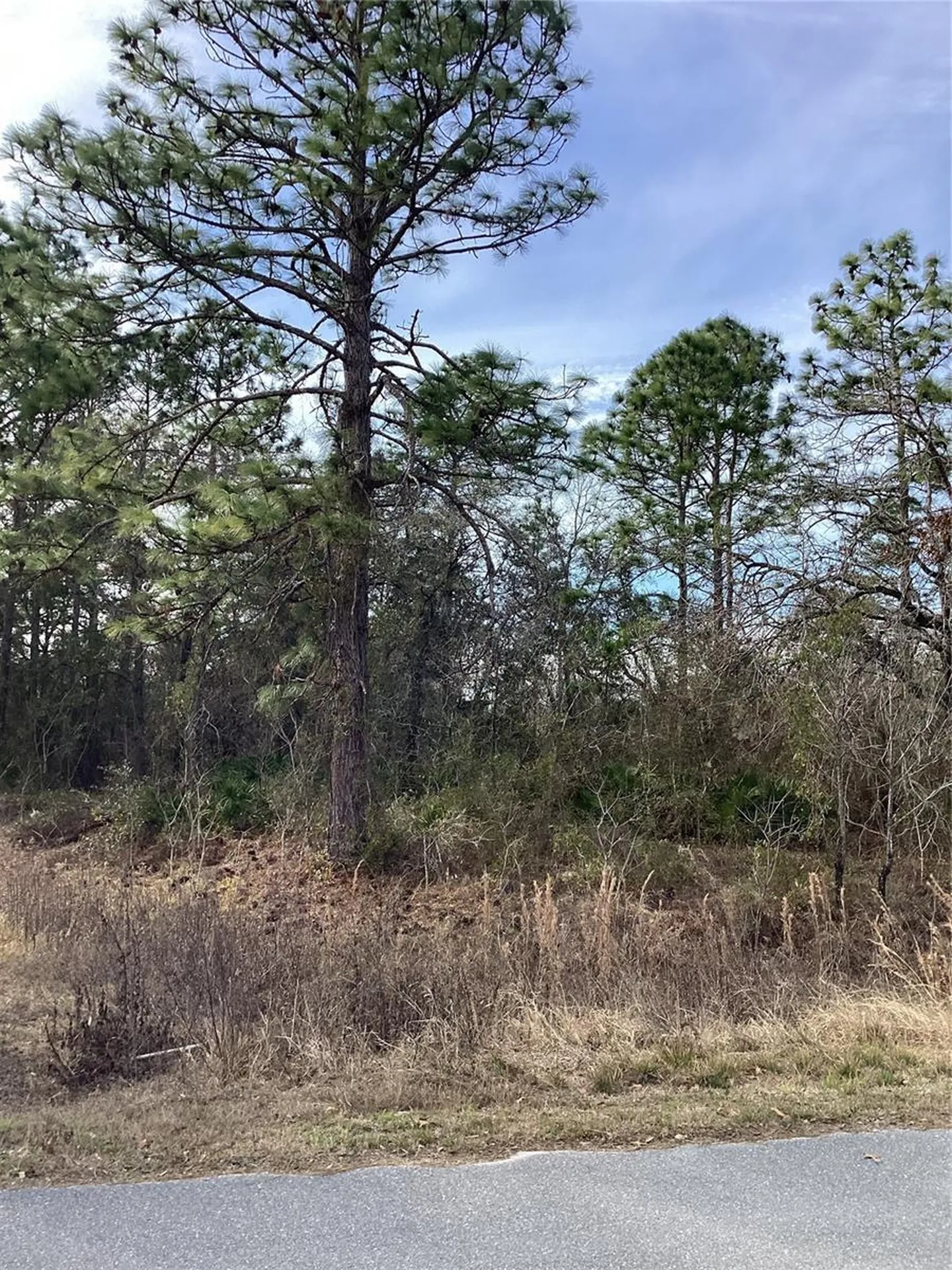 12449 Indigo Bunting Weeki Wachee FL 34614