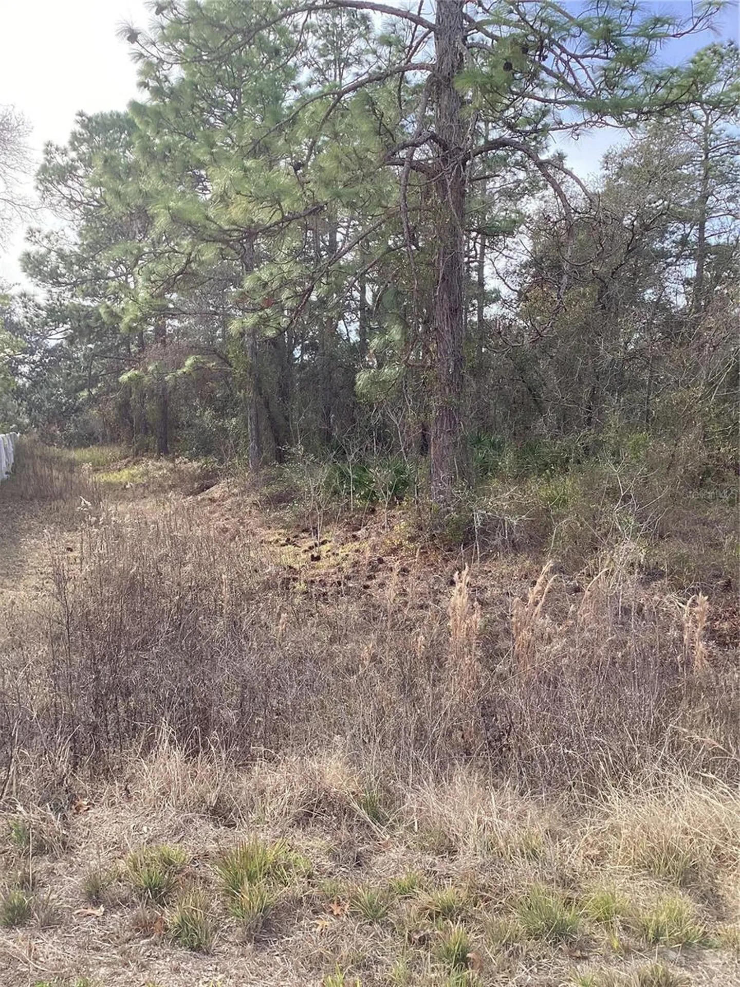 12449 Indigo Bunting Weeki Wachee FL 34614
