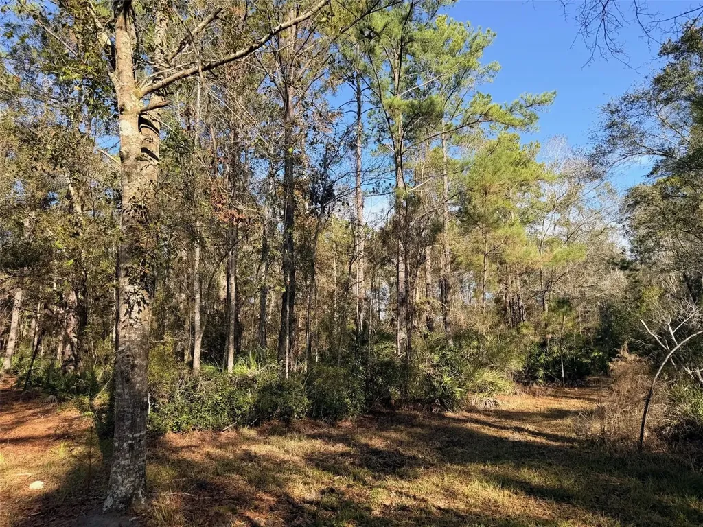 Off NW 10 Place Chiefland FL 32626