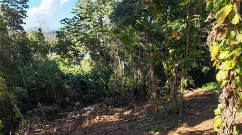 186 Camino Los Reyes Canovanas PR 00729