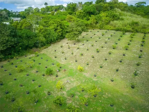 Morovis PR 00687