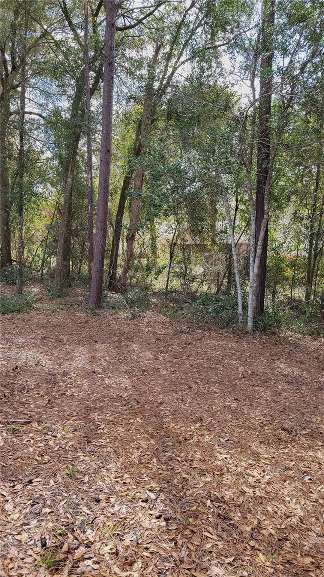 1564 Blue Grass Boulevard Deland FL 32724