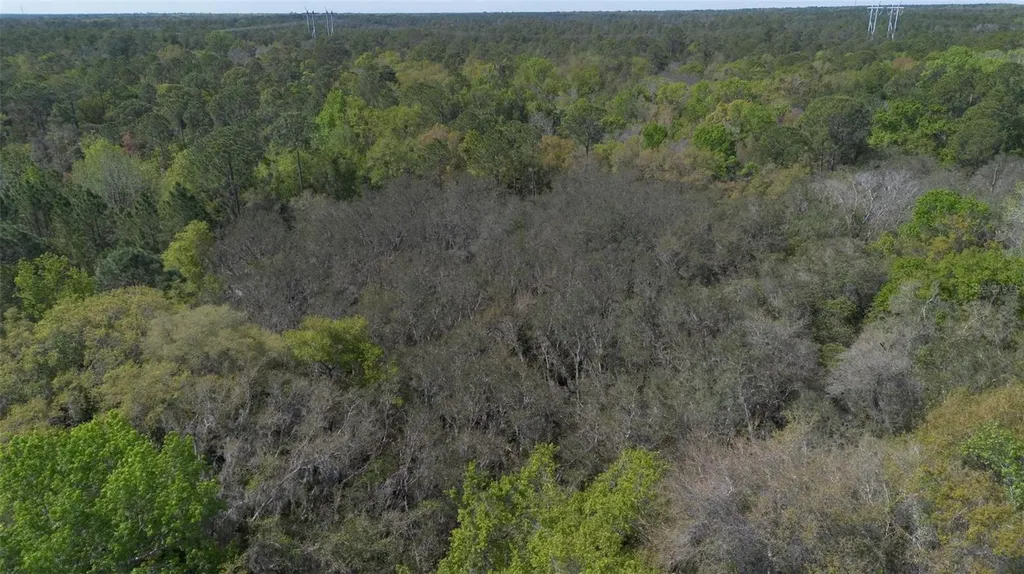 Jungle Road Geneva FL 32732