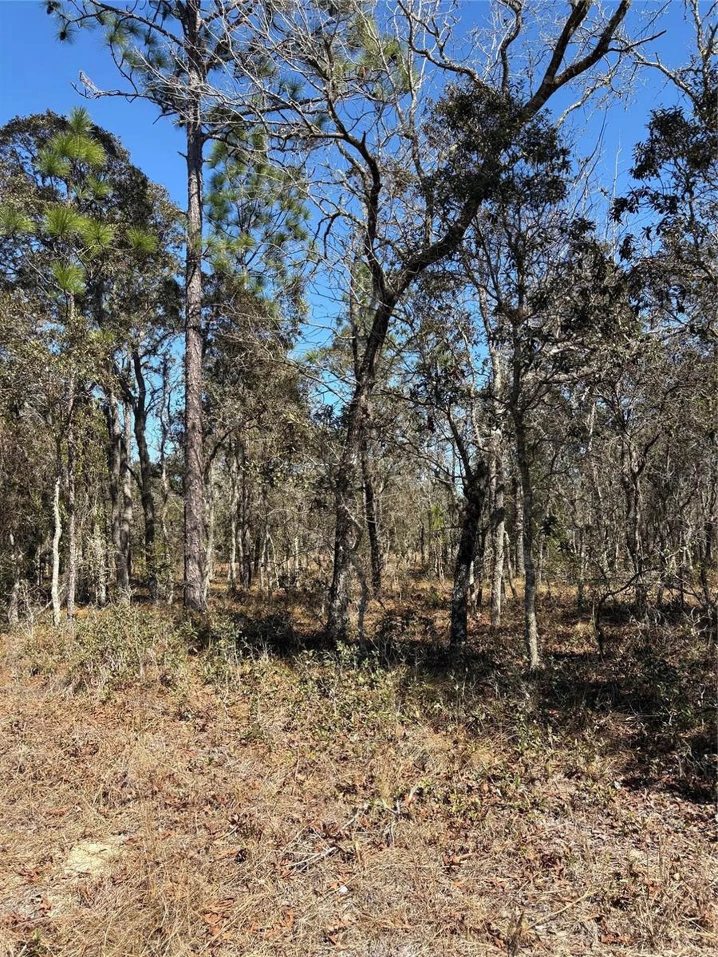 Tba SE 135th Court Dunnellon FL 34431