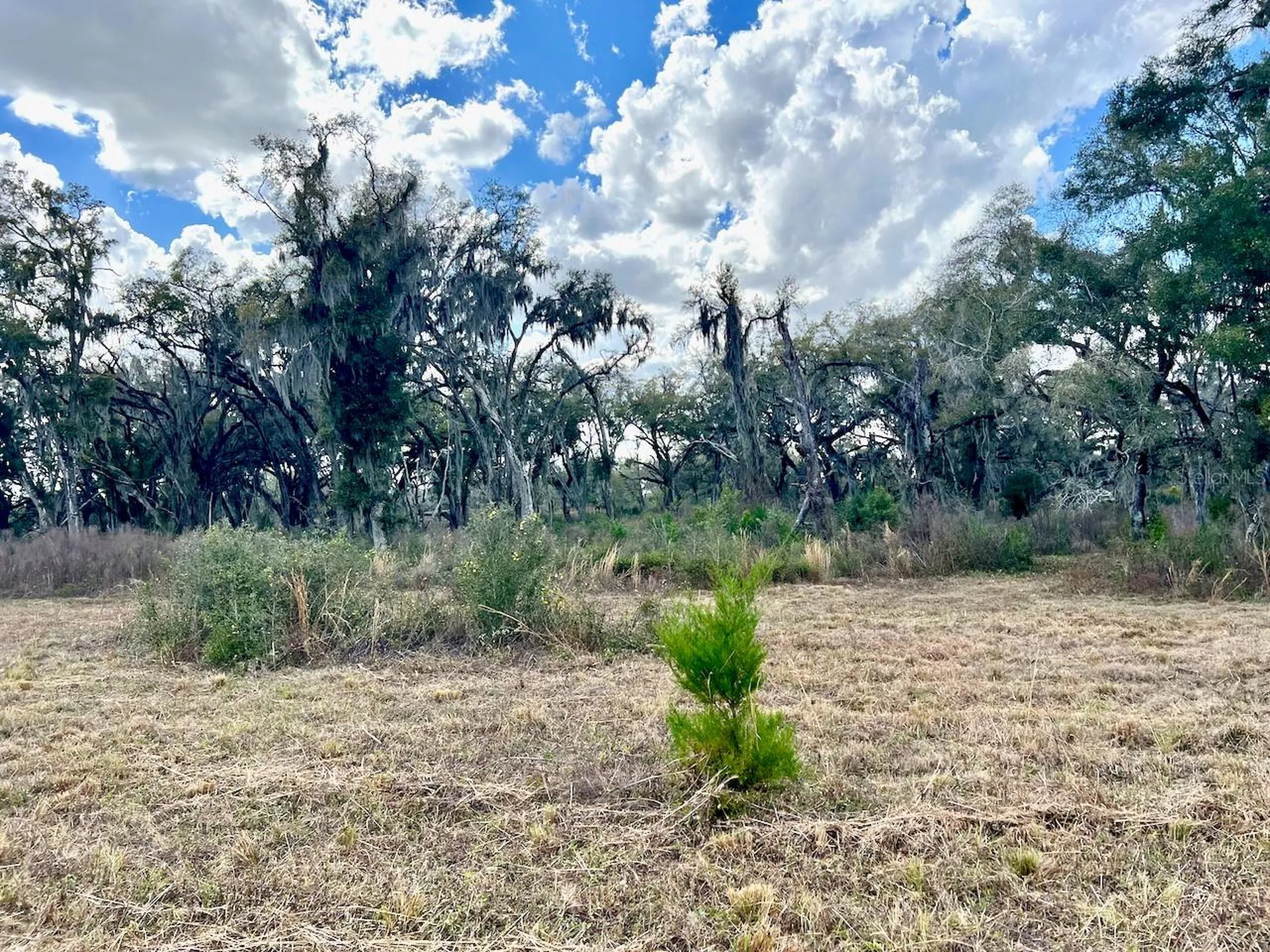 2351 NE Highway 41 Williston FL 32696