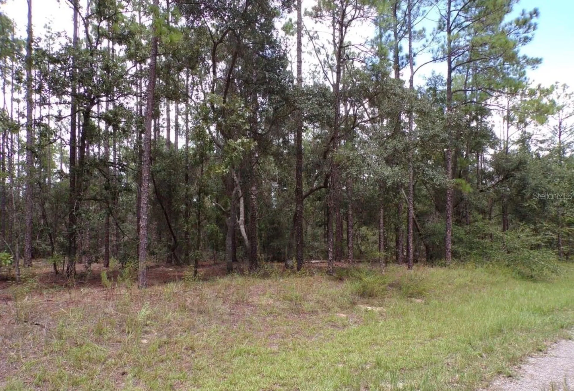6501 N Winlock Terrace Dunnellon FL 34433