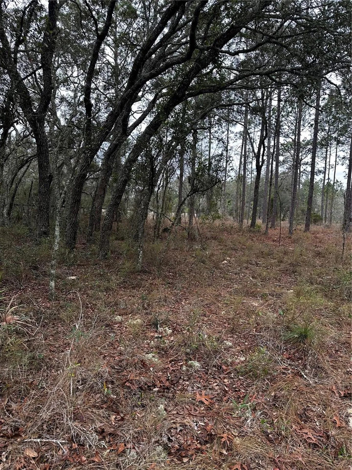 0000 SE 123 Road Terrace Morriston FL 32668
